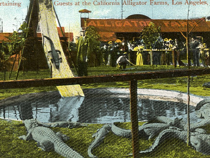 Ферма аллигаторов в Лос Ажелесе